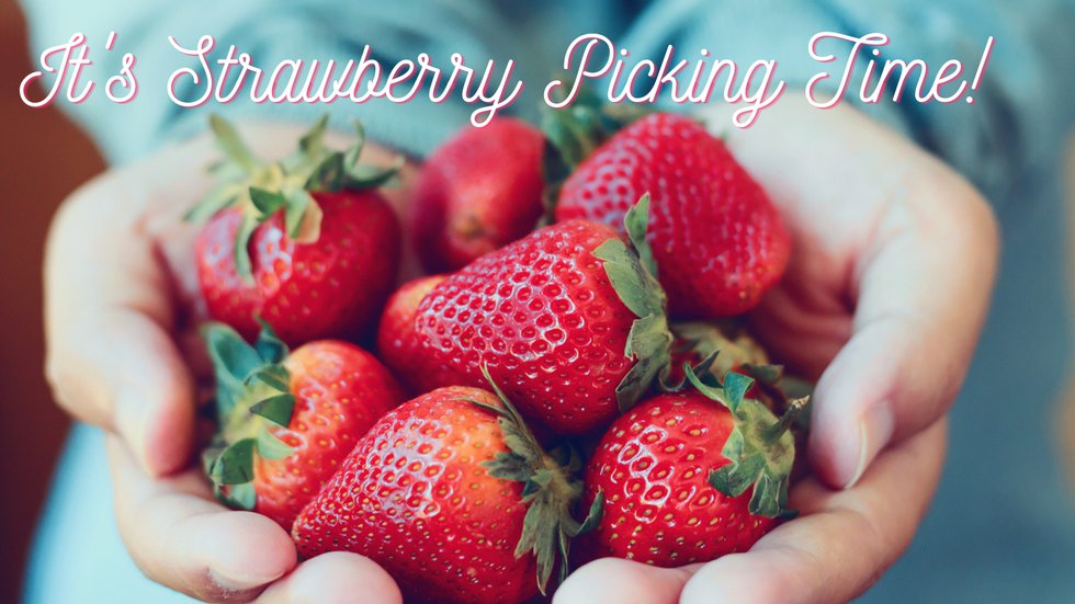 STRAWBERRYPICKINGKC